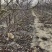 梨树基地常年供应0.6~15公分的梨树，欢迎咨询