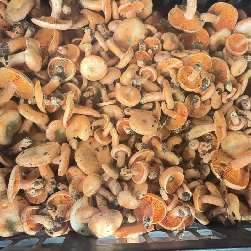 精品松树菌。