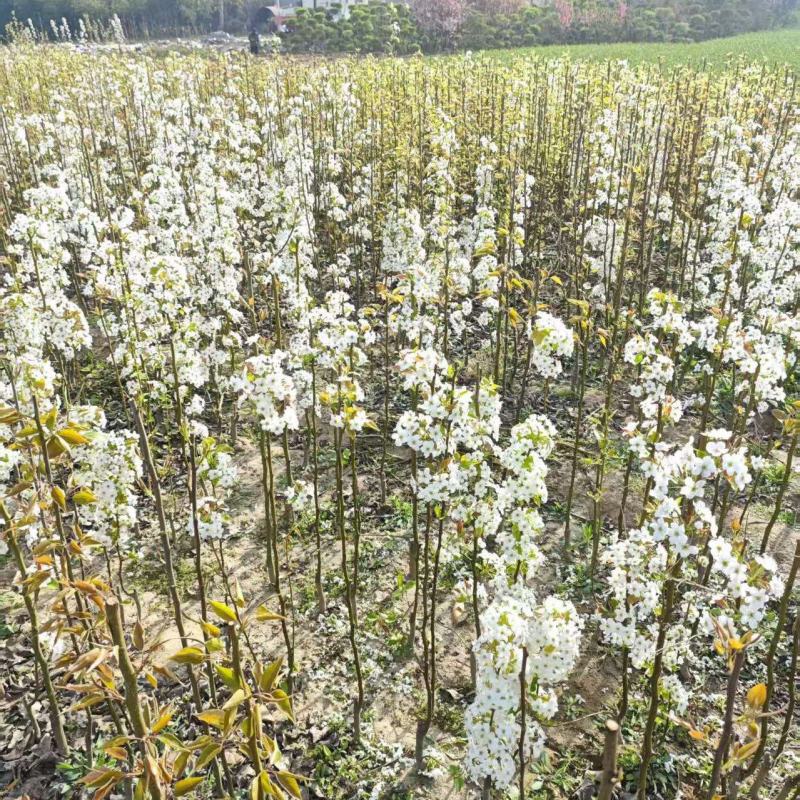 梨树基地常年供应0.6~15公分的梨树，欢迎咨询