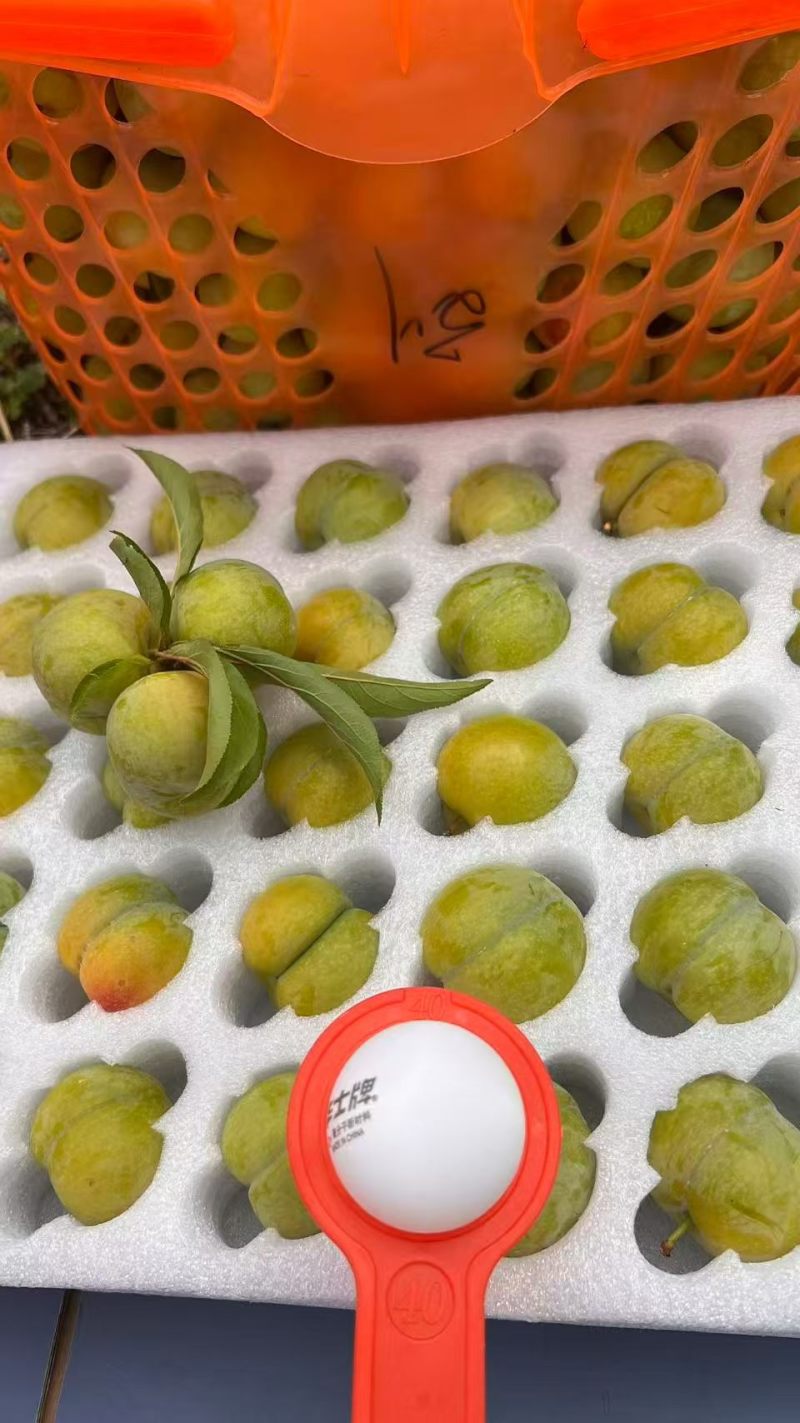 贵州六马蜂糖李
