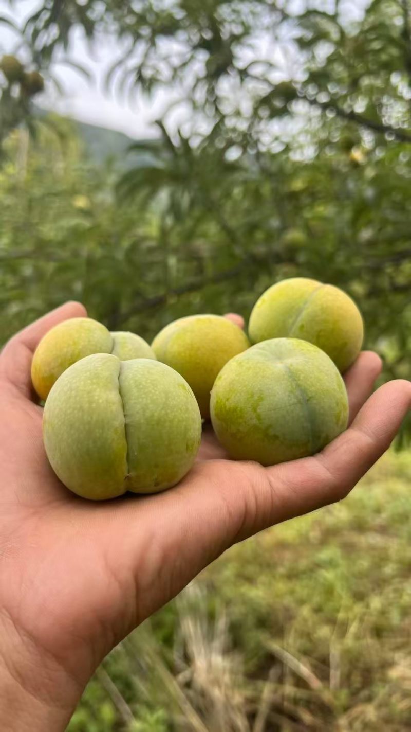 贵州六马蜂糖李