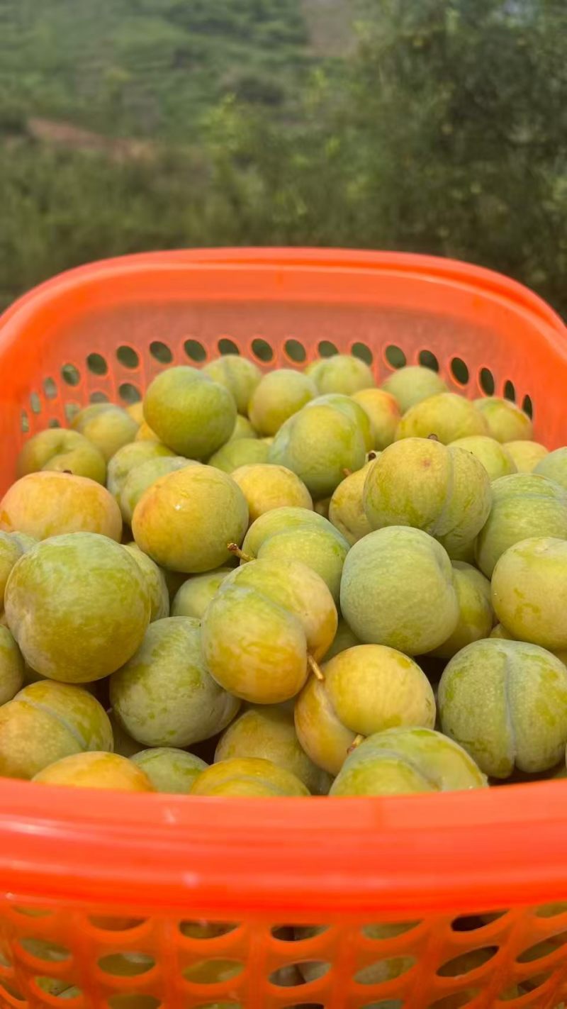 贵州六马蜂糖李