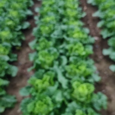 海拨1880优质毛白菜上市中欢迎宝子们定购！
