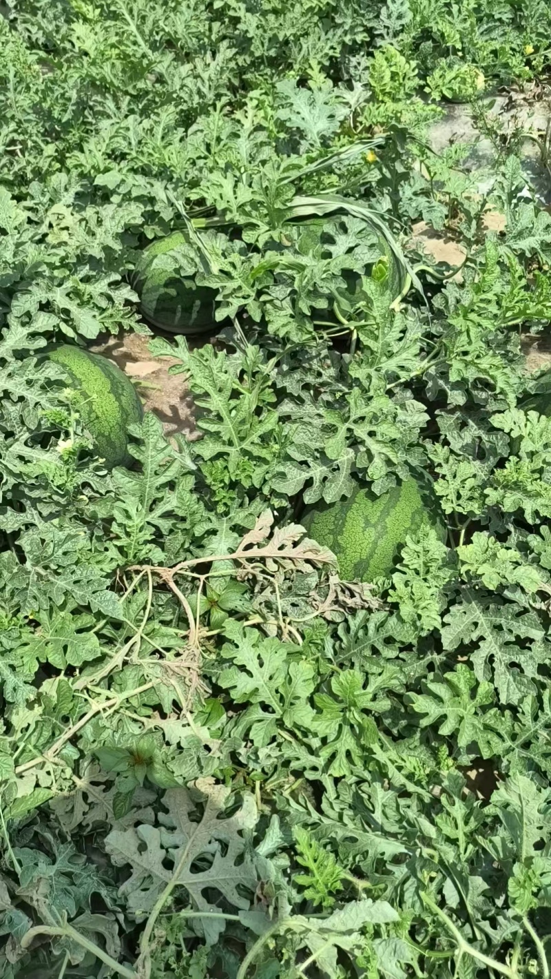 河北龙卷风系列西瓜上市了，九成熟，有需要的联系我