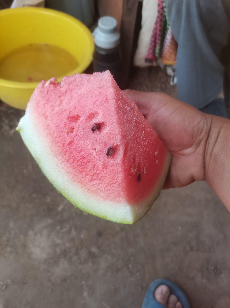 河北龙卷风系列西瓜上市了，九成熟，有需要的联系我