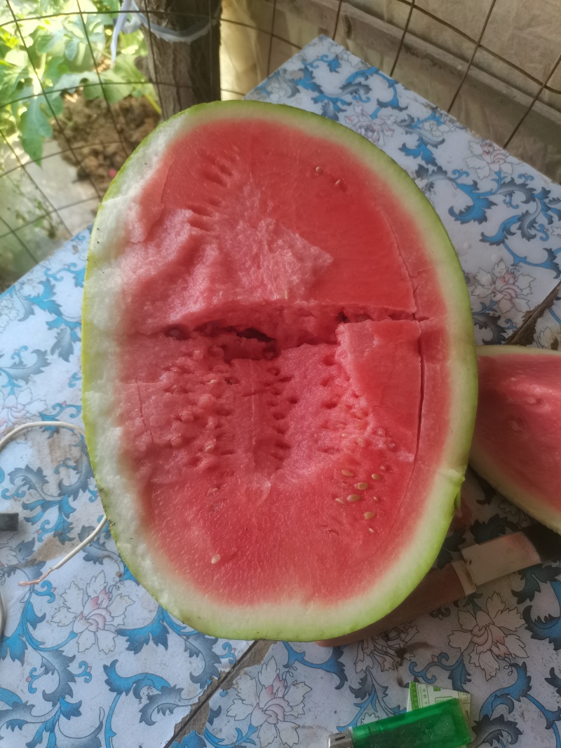 河北龙卷风系列西瓜上市了，九成熟，有需要的联系我