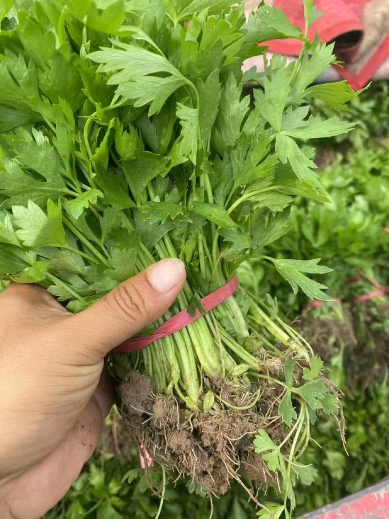 法国皇后西芹苗河南滑县基地培育抗病高产根系壮