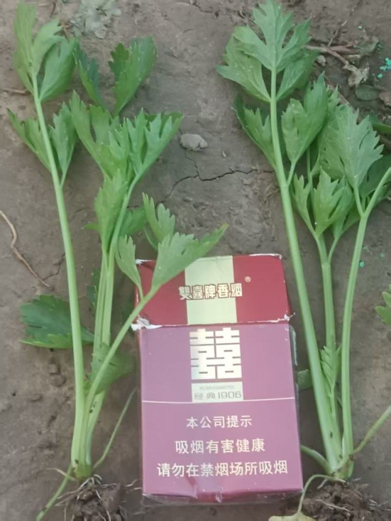 法国皇后西芹苗河南滑县基地培育抗病高产根系壮