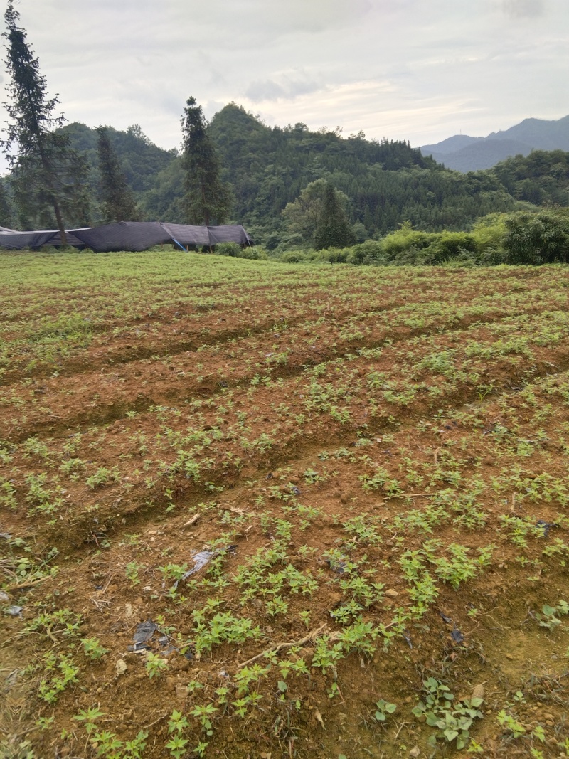 黄柏芽苗，健康，优质芽苗，适合移栽大小都有