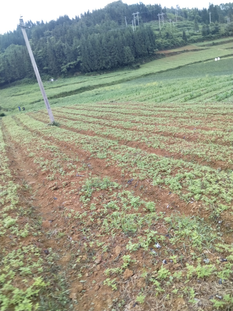黄柏芽苗，健康，优质芽苗，适合移栽大小都有