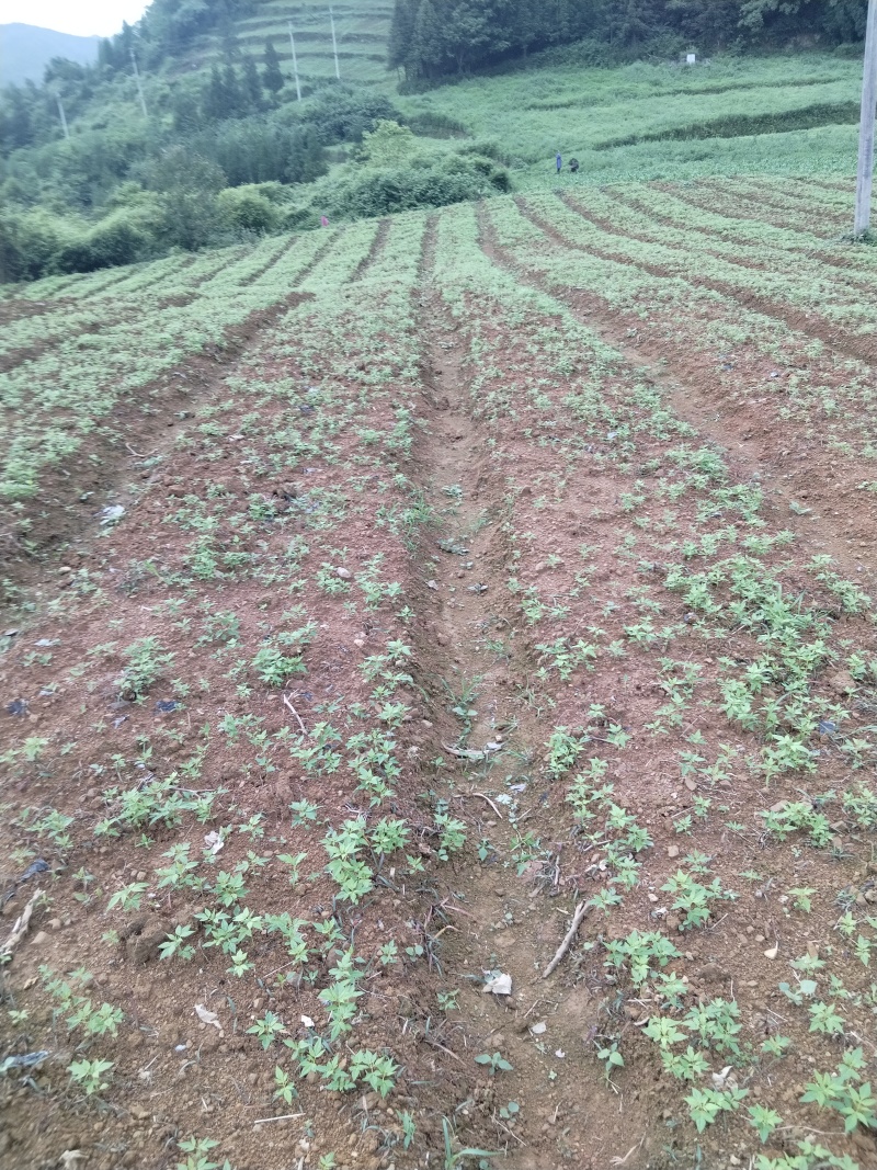 黄柏芽苗，健康，优质芽苗，适合移栽大小都有