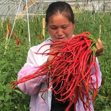 贵州黔西鸡肠红鲜辣椒产地一手货源量大价优欢迎随时咨询