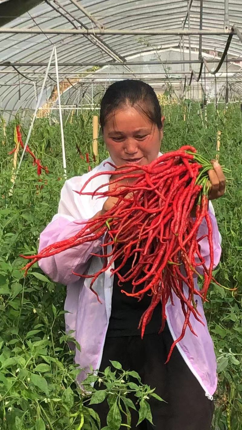 贵州黔西鸡肠红鲜辣椒产地一手货源量大价优欢迎随时咨询