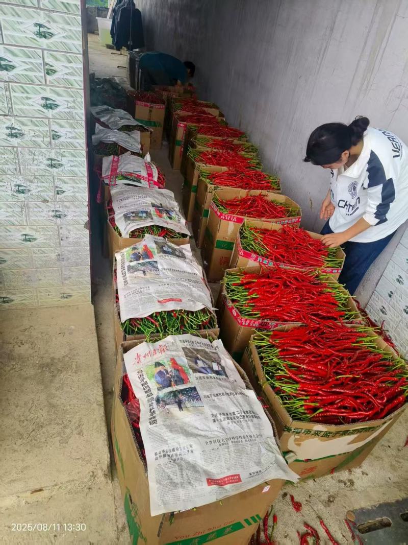 贵州黔西鸡肠红鲜辣椒产地一手货源量大价优欢迎随时咨询