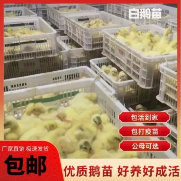 白鹅苗大种三花鹅苗浙东白鹅苗皖西白鹅五龙鹅百子鹅