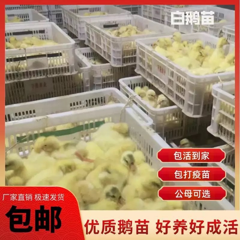 白鹅苗大种三花鹅苗浙东白鹅苗皖西白鹅五龙鹅百子鹅