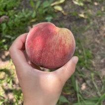 山西运城临猗春雪蜜毛桃大量上市