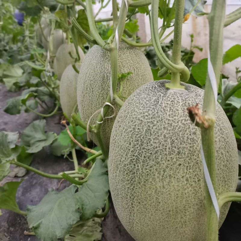 青脆蜜5号哈蜜瓜品种单瓜5斤左右中粗细