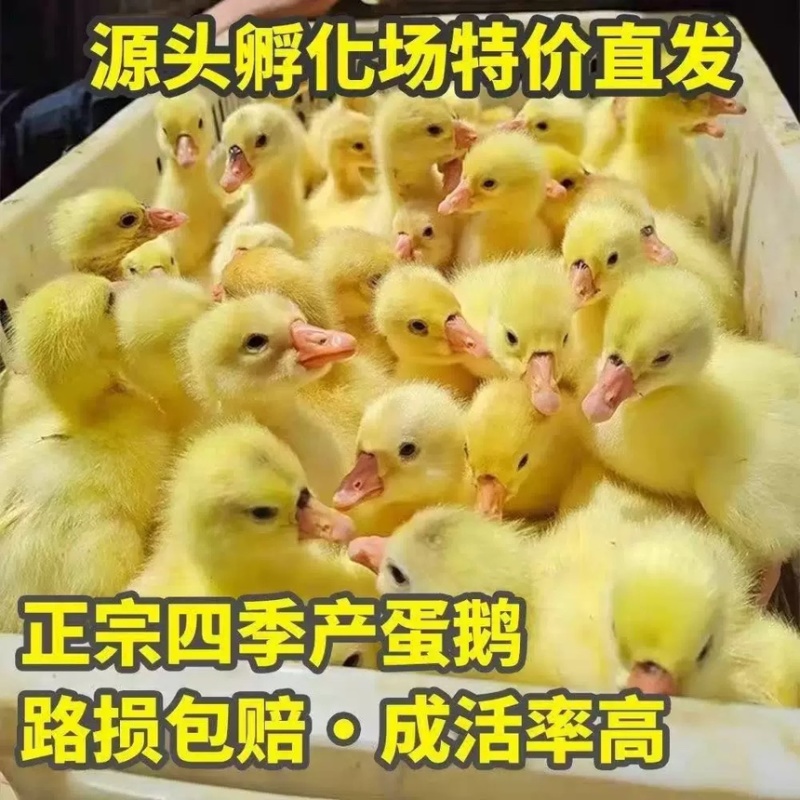 白鹅苗大种三花鹅苗浙东白鹅苗皖西白鹅五龙鹅百子鹅