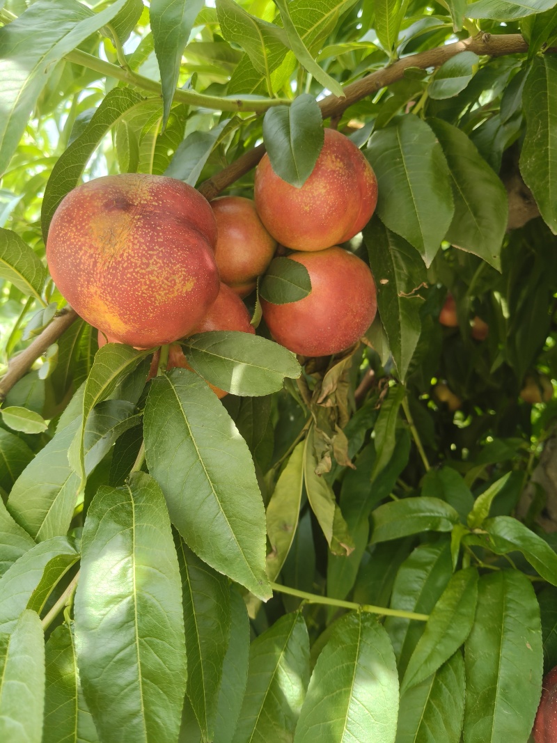 油桃
