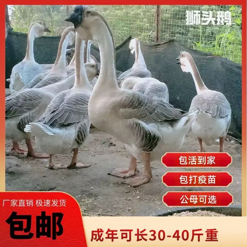 大种狮头鹅苗灰鹅狮子头鹅苗正宗汕头狮头鹅出壳苗脱温苗