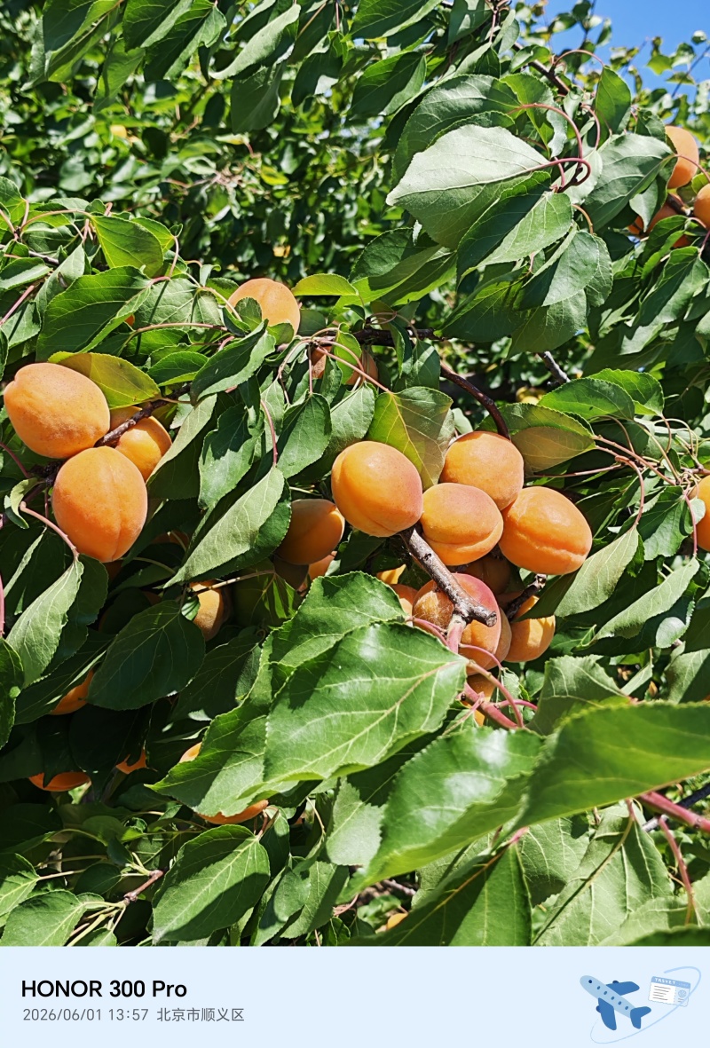 杏香白2.5一斤