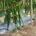 川货3号线椒一手货源大量供应市场电商质量保