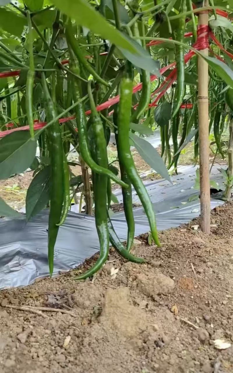 川货3号线椒一手货源大量供应市场电商质量保