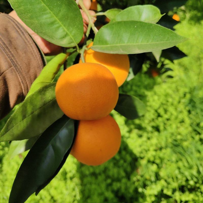 夏橙
