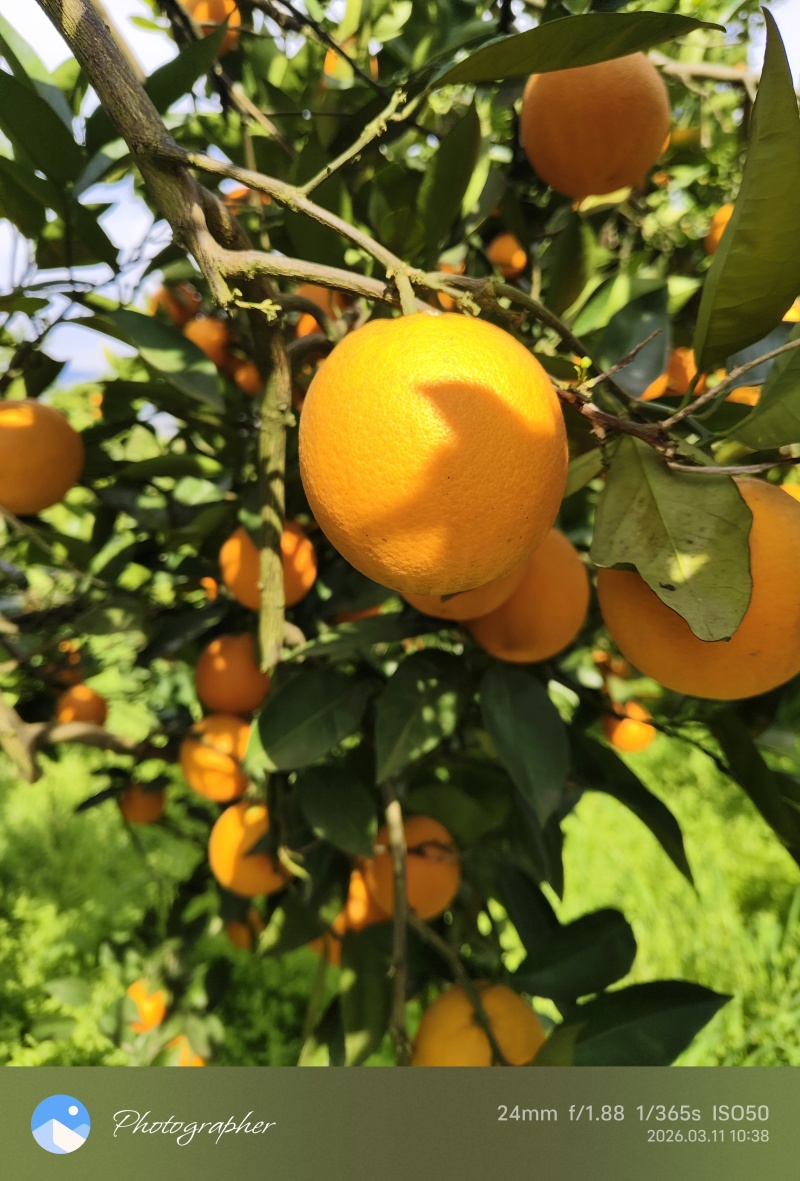 夏橙