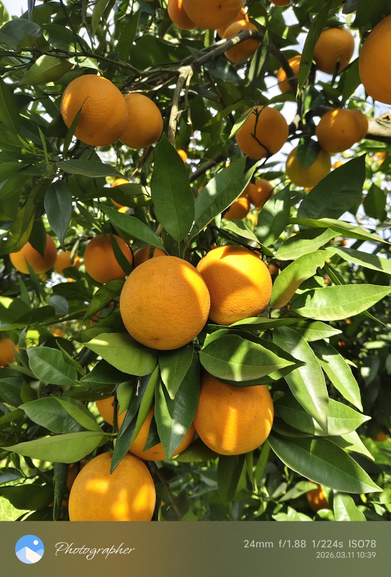 夏橙