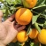 夏橙