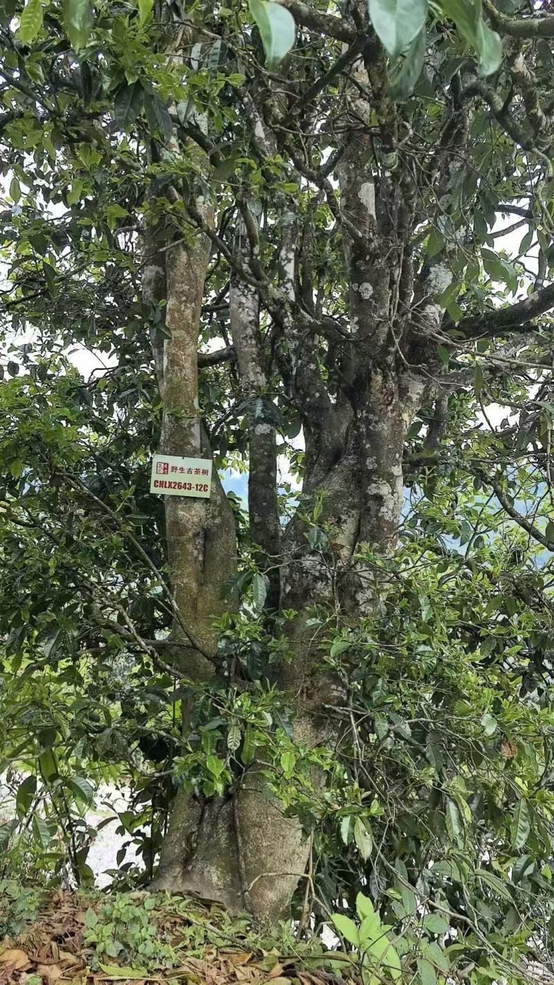 云南临沧冰岛茶叶，甜香甜，新茶上市，，，，