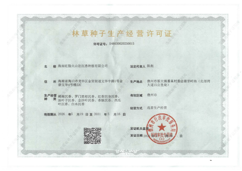 海南优质奇楠苗，阳光面，结香多
