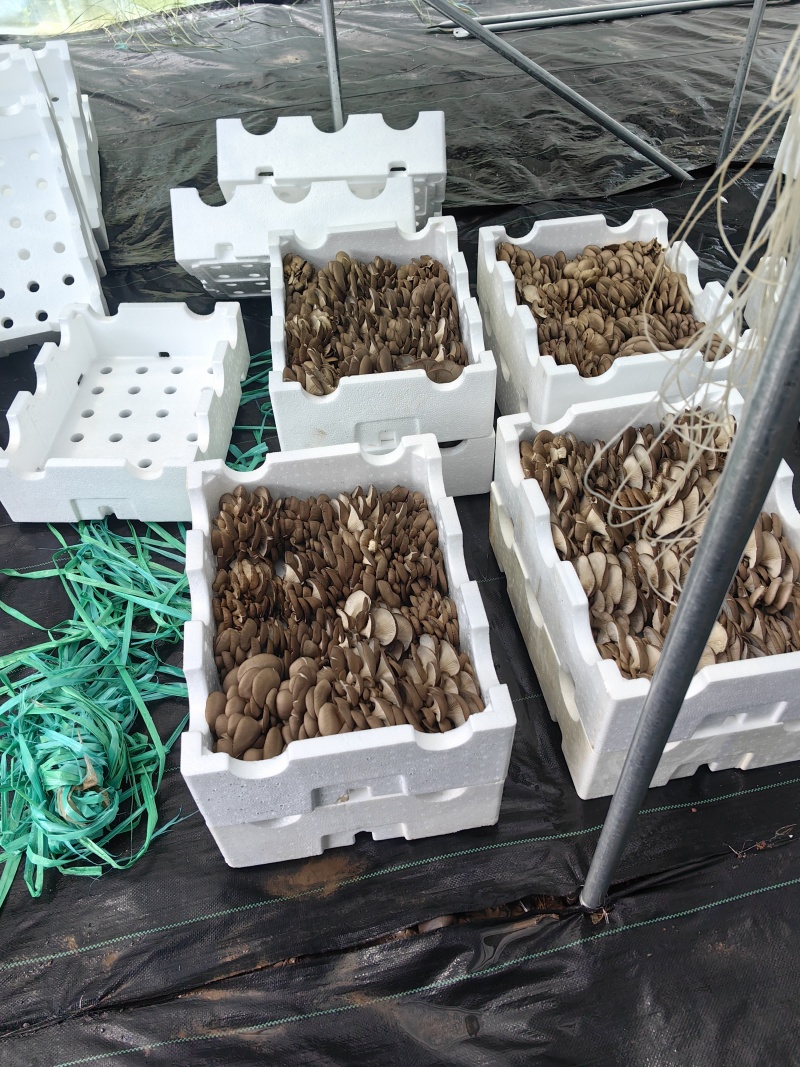 甘肃基地大量直供优质平菇
