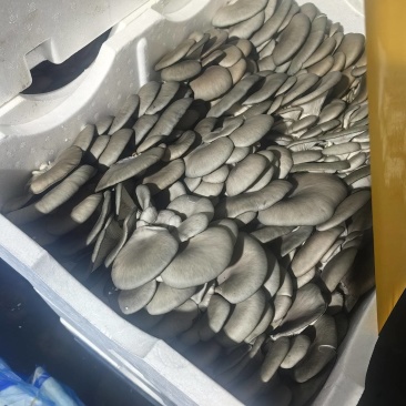 甘肃基地大量直供优质平菇