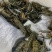澳洲蓝龙虾批发！全国发货，常年稳定供应，包95%存活率