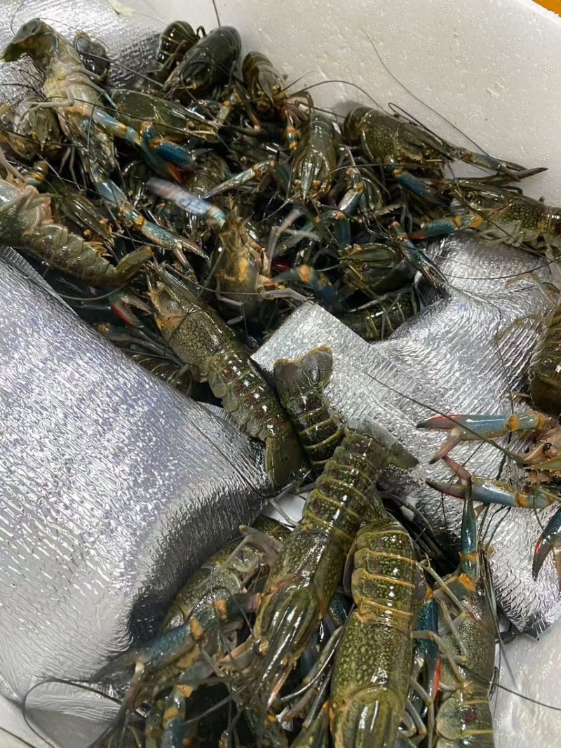 澳洲蓝龙虾批发！全国发货，常年稳定供应，包95%存活率