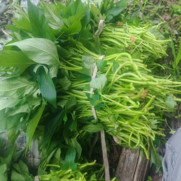 温州本地永嘉红薯，牡丹红，红牡丹红薯苗出售，需要的联系