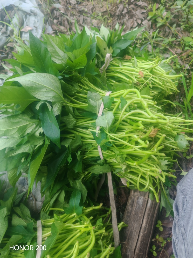 温州本地永嘉红薯，牡丹红，红牡丹红薯苗出售，需要的联系