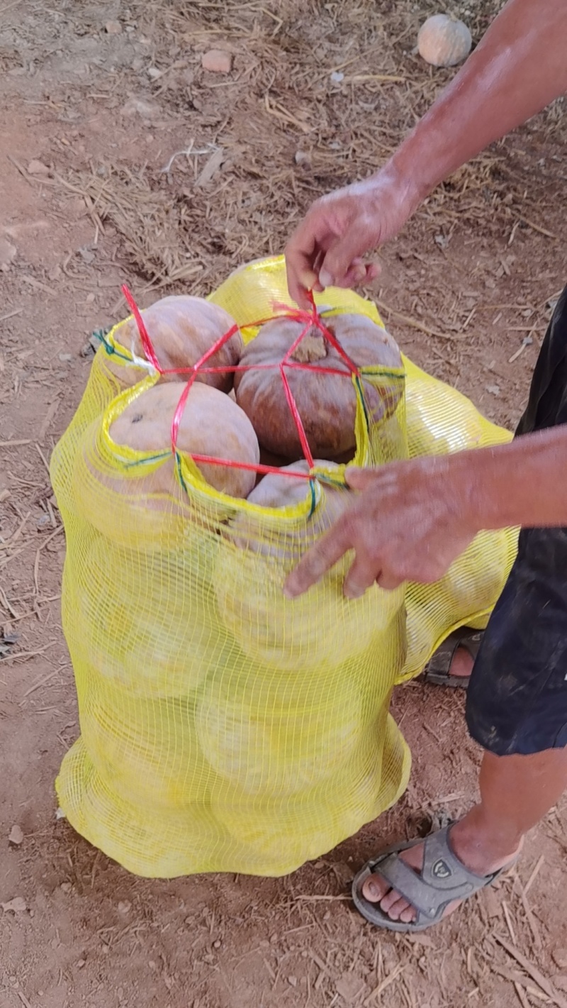 湖北南瓜精品盘龙204南瓜大量上市产地直发货源充