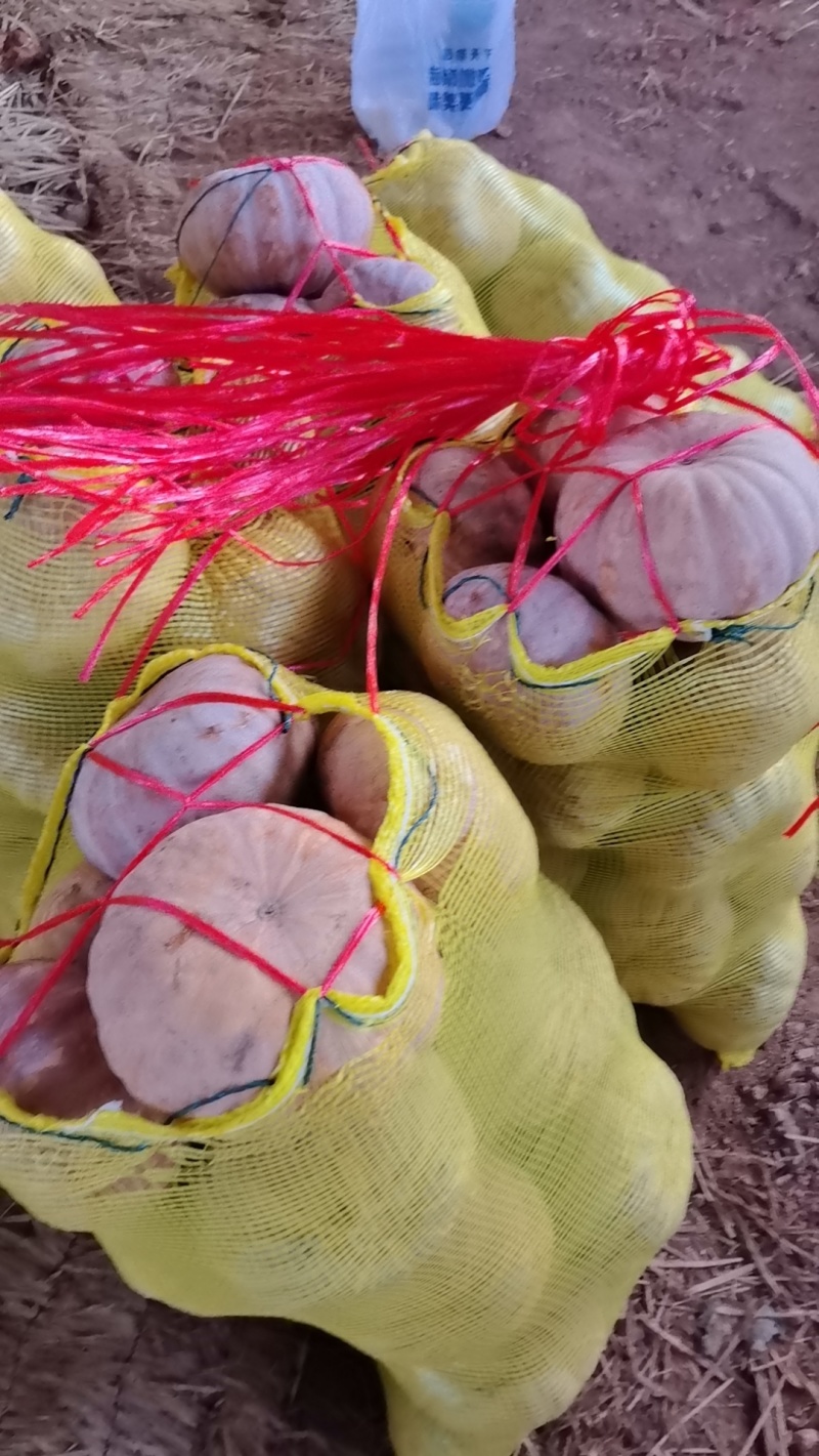 湖北南瓜精品盘龙204南瓜大量上市产地直发货源充