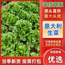 河南安阳精品意大利生菜产地直发直供一手货源