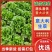 河南安阳精品意大利生菜产地直发直供一手货源
