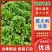 河南安阳精品意大利生菜产地直发直供一手货源