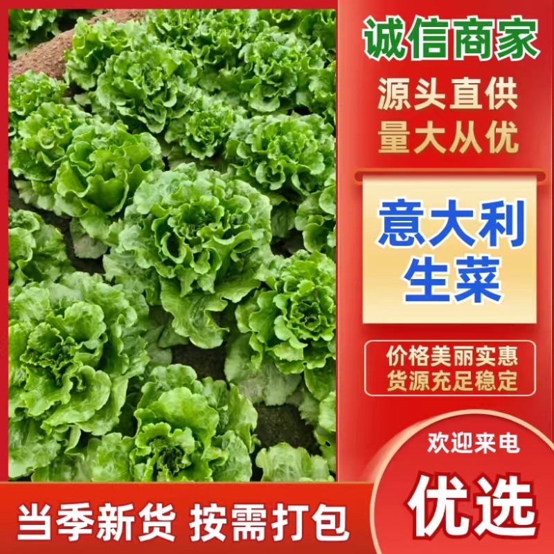河南安阳精品意大利生菜产地直发直供一手货源