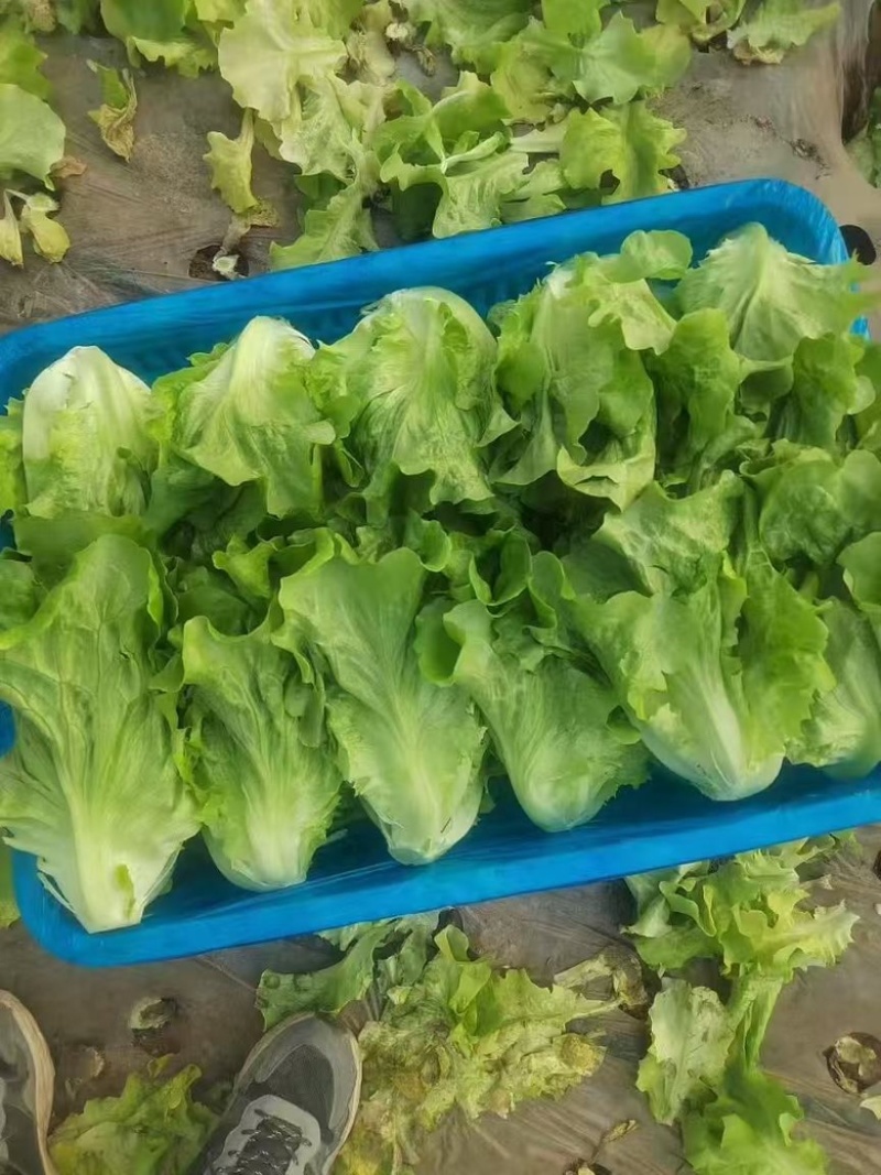 河南安阳精品意大利生菜产地直发直供一手货源