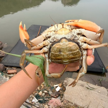 三门青蟹