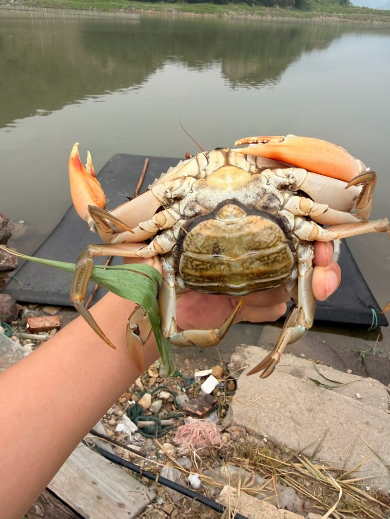三门青蟹