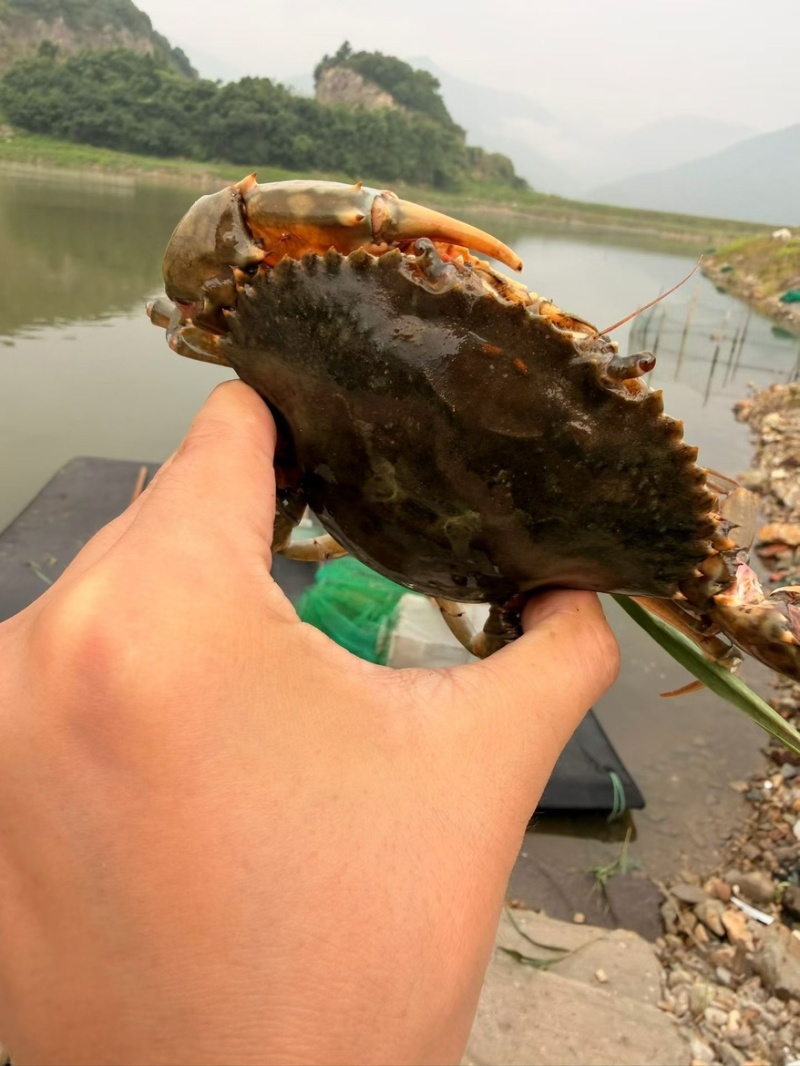 三门青蟹